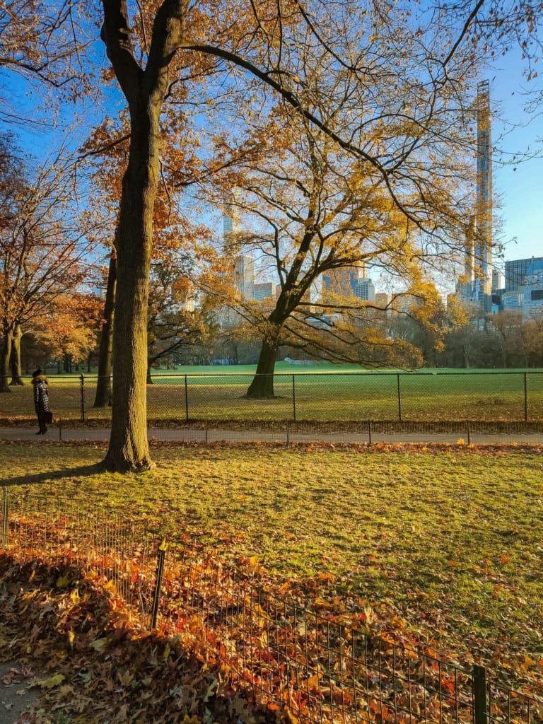 Things to Do in Central Park NYC: The Ultimate Guide! sheep meadow