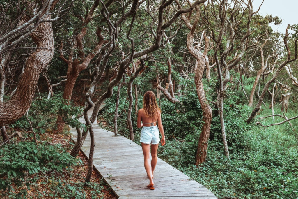 What To Do On Fire Island: Sunken Forest, Sailors Haven Fire Island Sunken Forest Sailors Haven Long Island Summer Travel Guide What to Do Beach food Surf-1-6