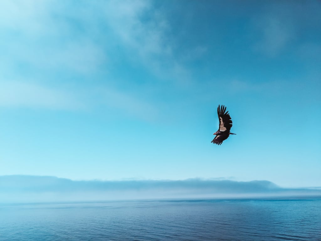 California Coast Road Trip Highway 1 Travel Guide SVADORE Big Sur Pacific Coast Highway Drive What to do Where to Stop What to See Pfeiffer McWay Limekiln Blog California Condor