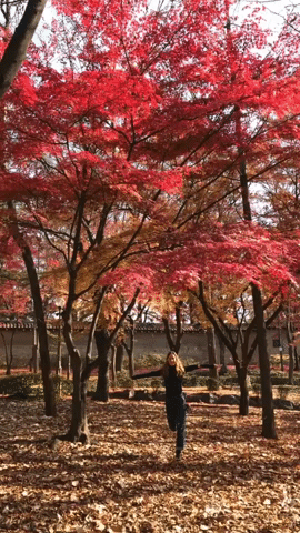 What to Do in Bukchon Hanok Village, Seoul bukchon hanok village seoul south korea what to do what to see what to eat travel blog SVADORE travel guide november winter fall-1