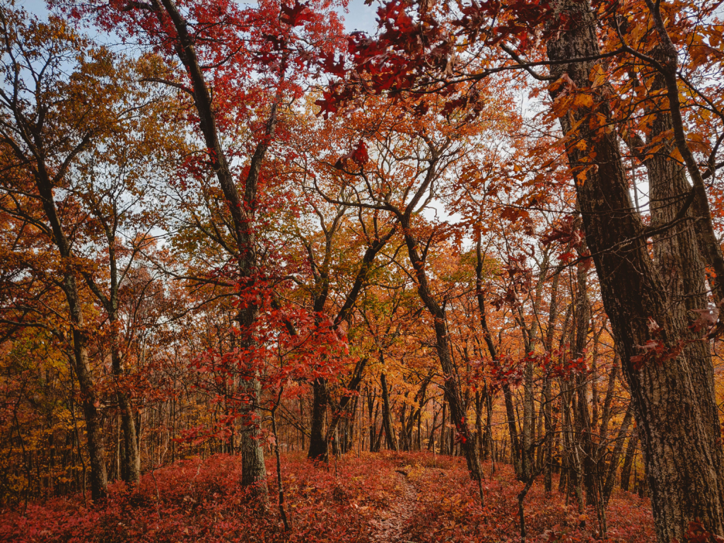 Best Hike for Fall Foliage in CT: Macedonia Brook State Park