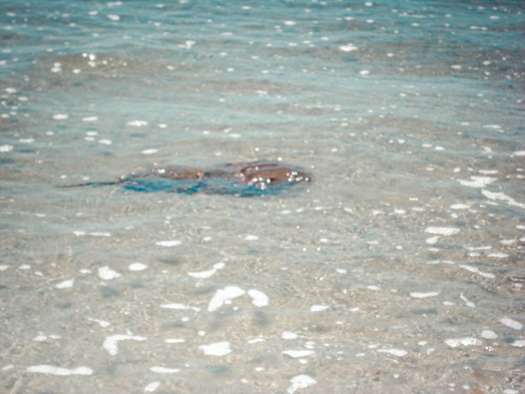 A Day at Greenwich Point Beach, Tod's Point horseshoe crab long island sound
