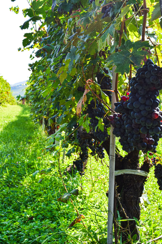 Visit Italy's Wine Villages: Barolo Wine Region