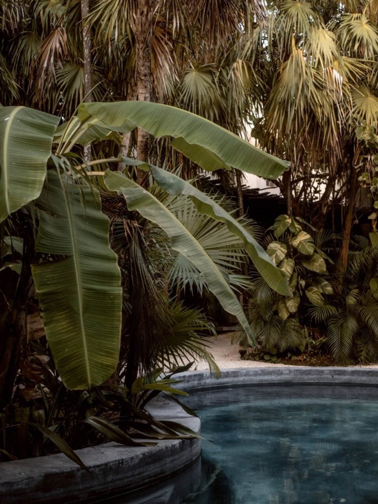 Tulum Treehouse Restaurant: A Speakeasy Dinner Experience