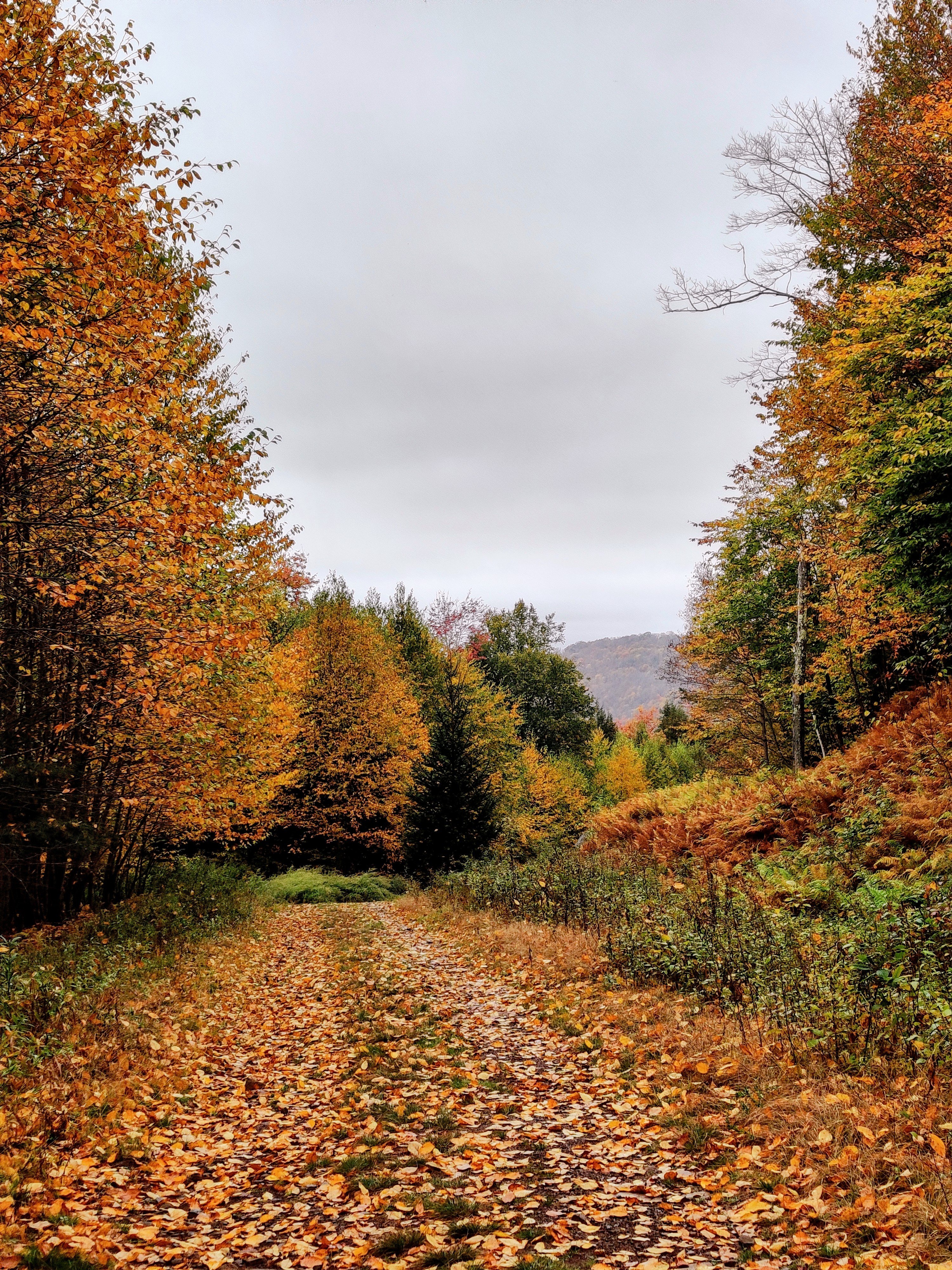 livingston manor ny upward brewery beer mountain foliage fall livingston manor ny upward brewery beer mountain foliage fall