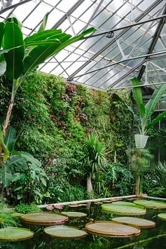 Victoria Amazonica lily pads at Villa Taranto Botanical Gardens in Pallanza